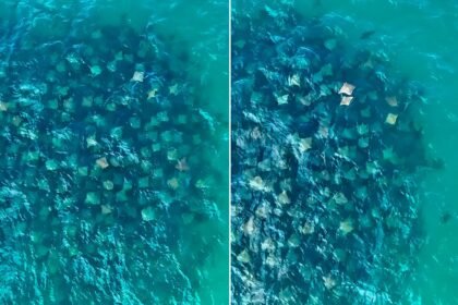 Cardume de raias registrado pelo fotógrafo Ari Kaye. Foto: Instagram @arikaye/ Reprodução