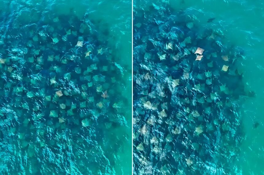 Cardume de raias registrado pelo fotógrafo Ari Kaye. Foto: Instagram @arikaye/ Reprodução