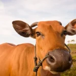 Boi gordo hoje: confira as cotações para esta segunda-feira (1º)