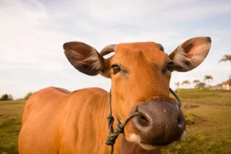 Boi gordo hoje: confira as cotações para esta segunda-feira (1º)