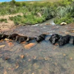 Mais de 500 mil javalis foram abatidos em 8 meses no Brasil