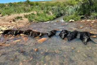 Mais de 500 mil javalis foram abatidos em 8 meses no Brasil