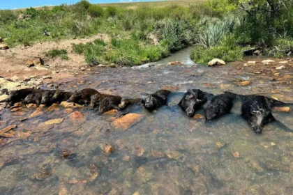 Mais de 500 mil javalis foram abatidos em 8 meses no Brasil
