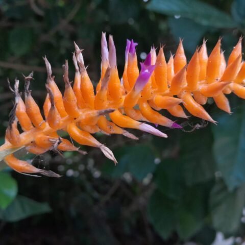 Nova espécie de bromélia é descoberta no Jardim Botânico do Rio