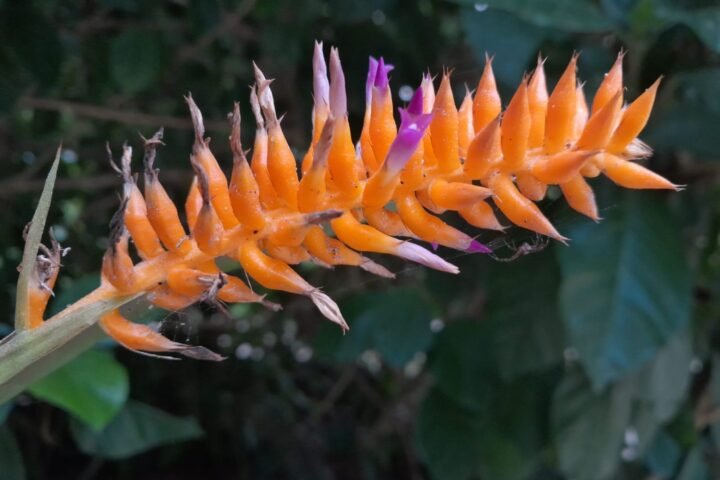 Nova espécie de bromélia é descoberta no Jardim Botânico do Rio