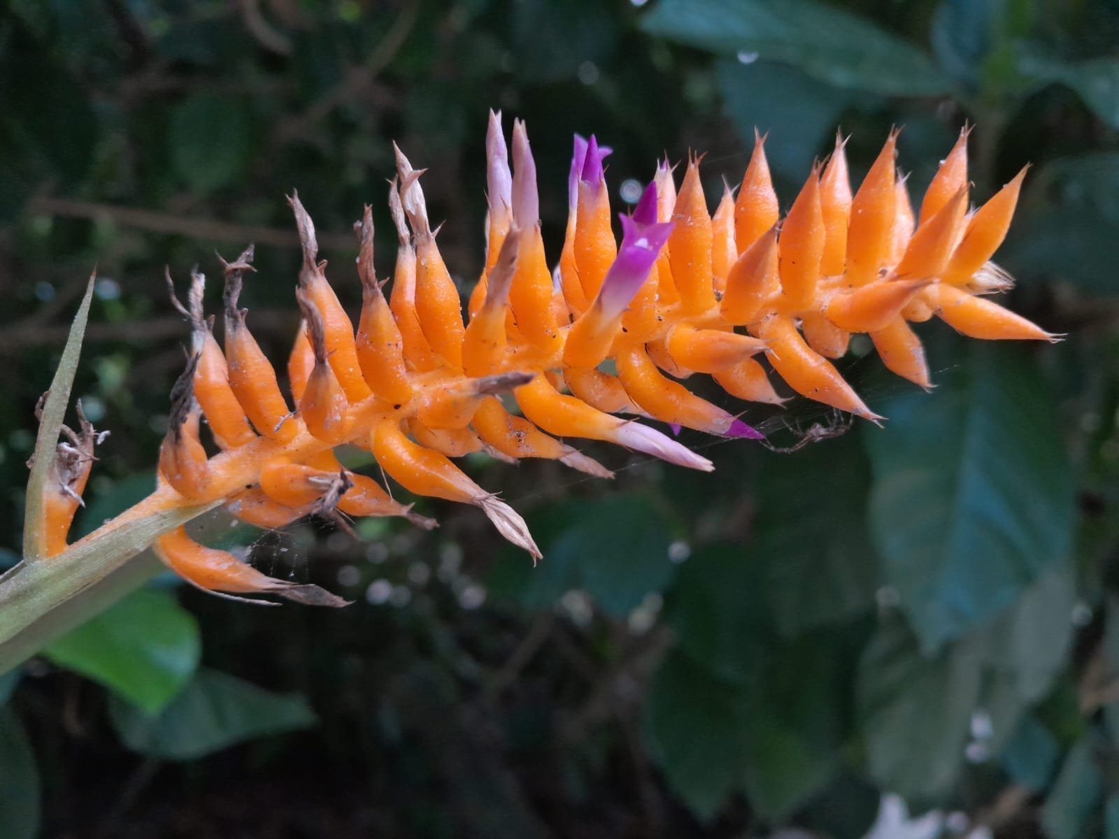 Nova espécie de bromélia é descoberta no Jardim Botânico do Rio