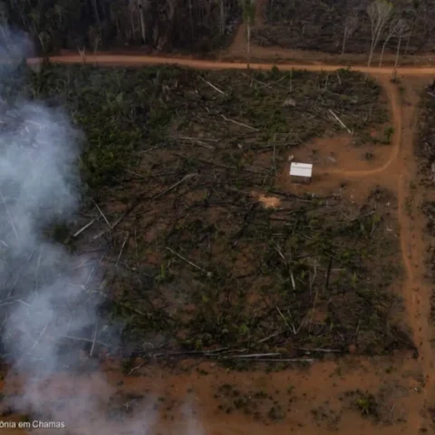 Áreas públicas com grilagem de terras sofrem tipo de desmate (Foto: Victor Moriyama/Reprodução)